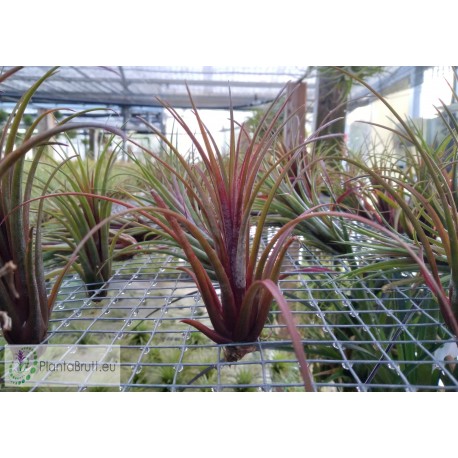 Tillandsia Timm's Outburst