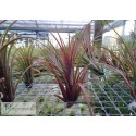 Tillandsia Timm's Outburst