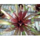 Neoregelia Osser