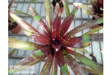 Neoregelia Osser