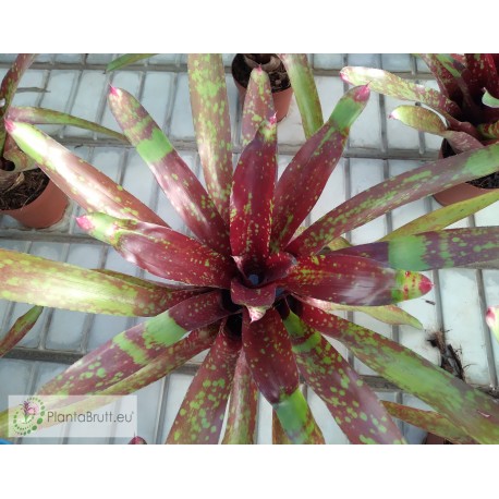 Neoregelia Osser