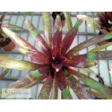 Neoregelia Osser