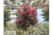 Tillandsia ionantha var. Fuego Ball XL