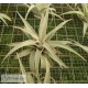 Tillandsia Silver Rose