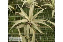 Tillandsia Silver Rose