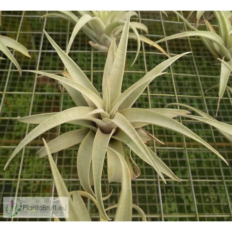 Tillandsia Silver Rose