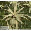 Tillandsia Silver Rose