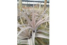 Tillandsia chiapensis large form