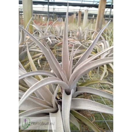 Tillandsia chiapensis large form