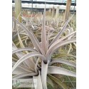 Tillandsia chiapensis large form