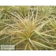 Tillandsia jucunda clumb