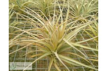 Tillandsia jucunda clumb