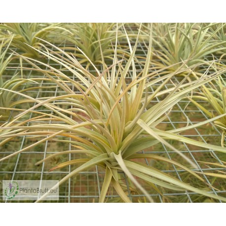 Tillandsia jucunda clumb
