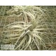 Tillandsia chapeuensis