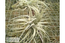 Tillandsia chapeuensis
