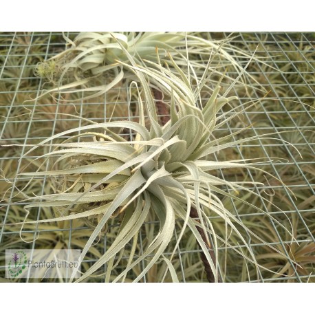 Tillandsia chapeuensis