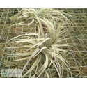 Tillandsia chapeuensis