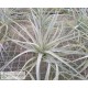 Tillandsia pohliana L