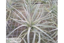 Tillandsia pohliana L