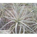 Tillandsia pohliana L