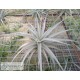 Tillandsia ixioides L