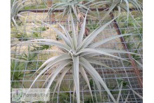 Tillandsia ixioides L