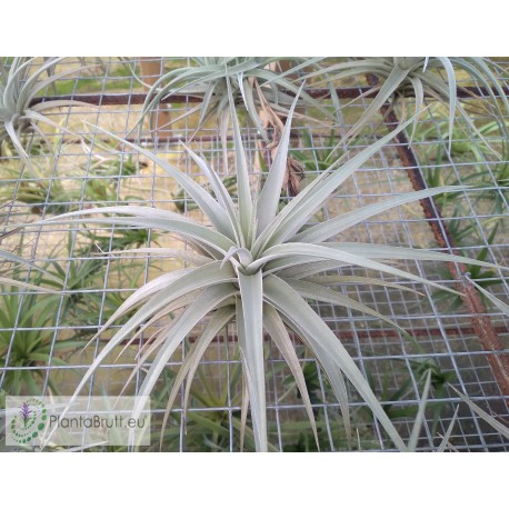 Tillandsia ixioides L