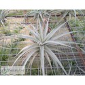Tillandsia ixioides L