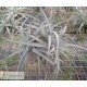 Tillandsia ixioides clumb