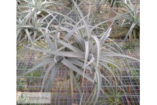 Tillandsia ixioides clumb