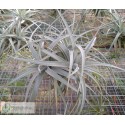 Tillandsia ixioides clumb