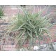 Tillandsia aeranthos clumb