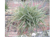 Tillandsia aeranthos clumb