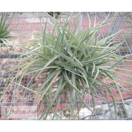 Tillandsia aeranthos clumb
