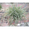 Tillandsia aeranthos clumb