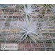 Tillandsia fuchsii var. stephanii