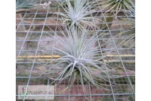 Tillandsia fuchsii var. stephanii