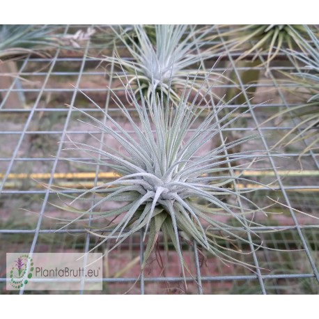 Tillandsia fuchsii var. stephanii