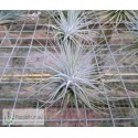 Tillandsia fuchsii var. stephanii