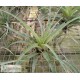 Tillandsia flexuosa var. vivipera XL