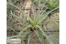 Tillandsia flexuosa var. vivipera XL