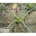 Tillandsia flexuosa var. vivipera XL