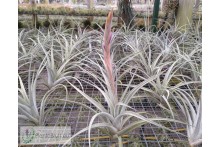 Tillandsia elizabethae