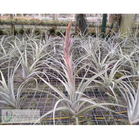 Tillandsia elizabethae