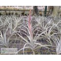 Tillandsia elizabethae