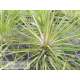 Tillandsia globosa