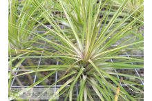 Tillandsia globosa