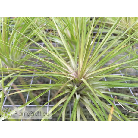Tillandsia globosa