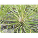 Tillandsia globosa
