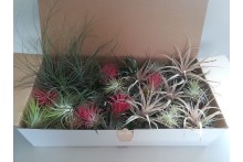 Tillandsia Mix 100 plantas